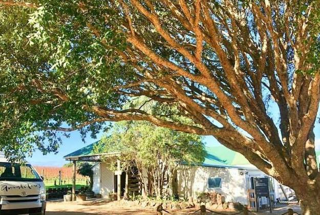 Wine tasting at Goldie Estate